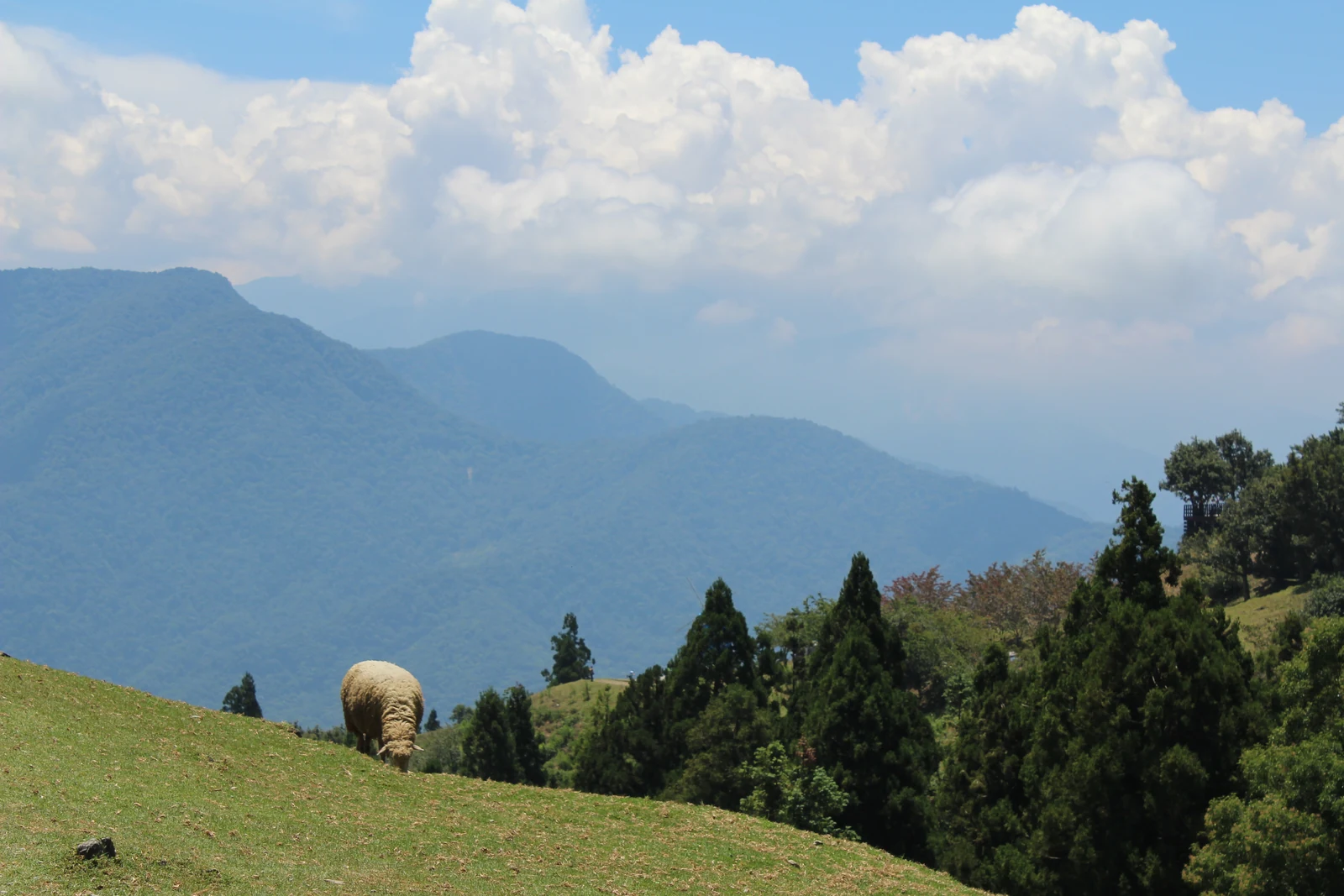 A sheep on a grassy slope at Cingjing Farm with mountains behind
